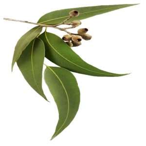 Huile Essentielle d'Eucalyptus