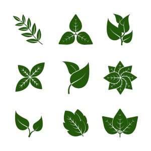 9 Plantes Botaniques